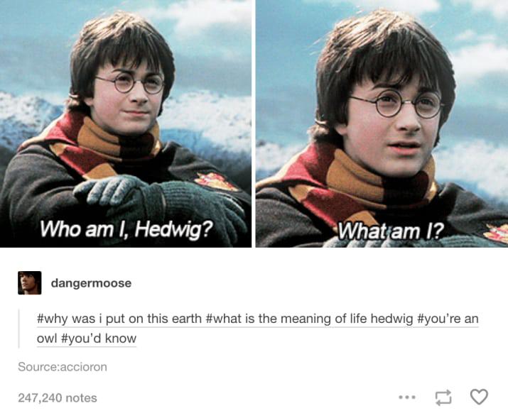 Harry Potter contemplates the meaning of life